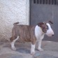 Caballero Blanco Fortunato
Primera salida a la calle. algo asustado se quedo